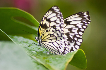 Fototapeta na wymiar Butterfly , Black and white 7