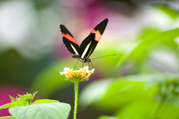 Butterfly , Black and Red 2