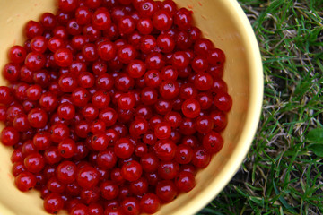 currants