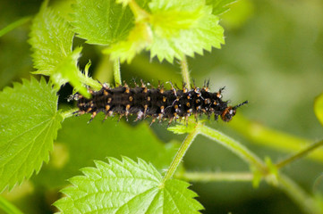 Caterpillar 2