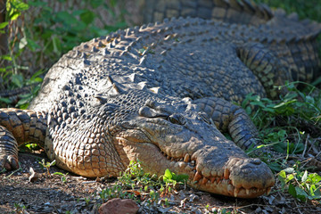Salzwasserkrokodil Portrait Australien_07_1982,01