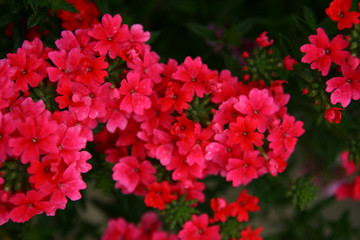 red summer flowers after rain