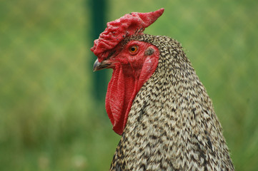 gros plan sur tête de coq