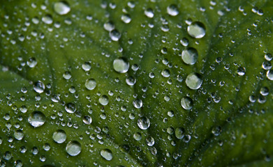 background picture of a wet green leaf - 3888228