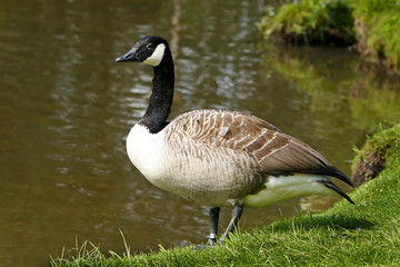 goose resting by the shoreline of a lake