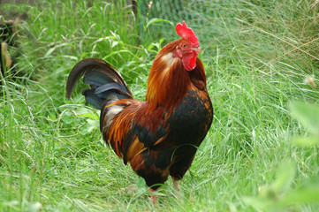 coq de basse-cour
