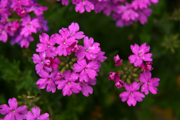 violet summer flowers after rain
