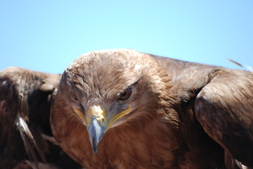 vigilance protection