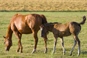 A mare and foal in a field at dusk