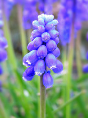 Fototapeta na wymiar Grape Hyacinth