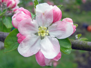 Fototapeta na wymiar Apple blossum flower in close-up