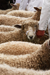 Naklejka premium Sheep judging at Heckington Show, Lincolnshire, England