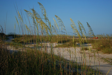 Beach Grass 3
