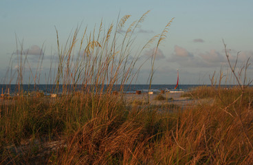 beach grass 2
