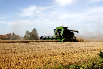 Fototapeta premium to harvest the corn fields in summer under the sun