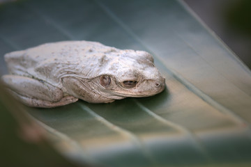 Grey Frog on a Leaf