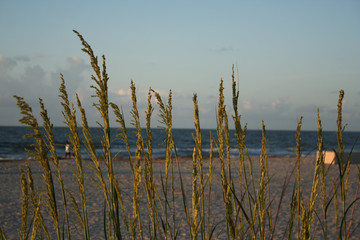 Atlantic Ocean Reeds