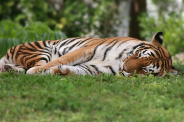 Sleepy Tiger