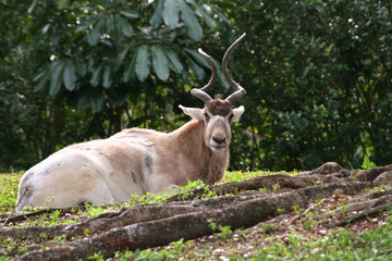 Greater Kudu at Rest