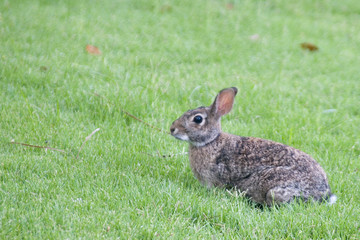 Bunny Rabbit