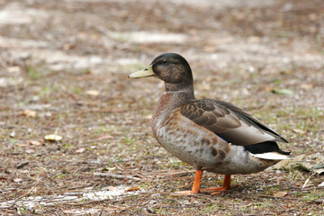 duck at the edge of water, male and female