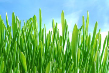 green barley