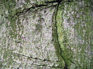 baumrinde einer buche