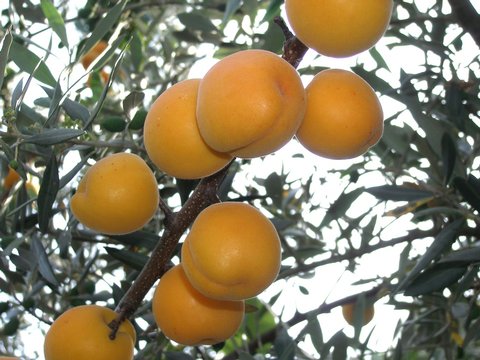 Abricots