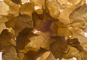 withered cucumber leaves as background