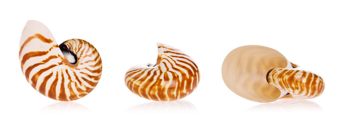 Nautilus seashells isolated on white background