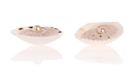 White Pearl in a scallop shell