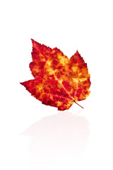 Autumn leaf isolated on white background