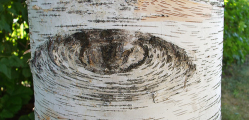Obraz premium Birch Tree Bark Looking At You