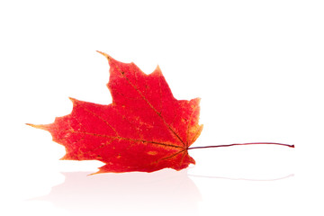 Autumn leaf isolated on white background