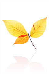 Autumn leaf isolated on white background