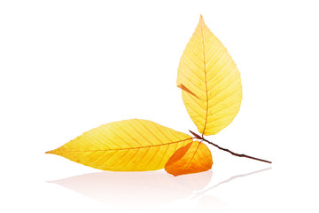Autumn leaf isolated on white background