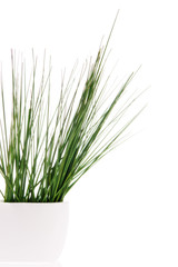 Grass in vase isolated on white