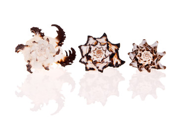 Murex Seashells isolated on white background