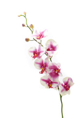 Fototapeta na wymiar Fuksja orchidea na białym tle