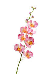 Fototapeta premium Pink orchid on white background
