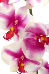 Fototapeta na wymiar Fuchsia orchid on white background