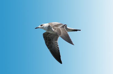 Flying seagull against the bright blue sky