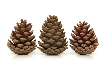Three pine cones isolated on white background
