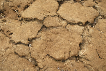 The cracked ground