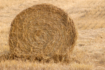 An image of yellow roll of straw on the field