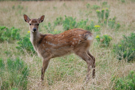 biche