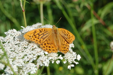 papillon et fleur
