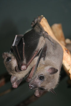 Microchiroptera. Two Bat's Hanging On The Branch