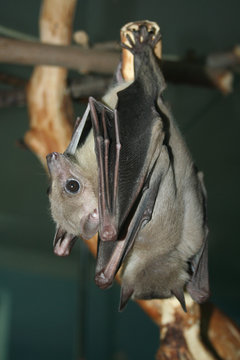 Microchiroptera. Two Bat's Hanging On The Branch