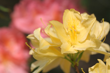 Obraz na płótnie Canvas Flowers, Rhododendron Hybrid Rozeum Elegans
